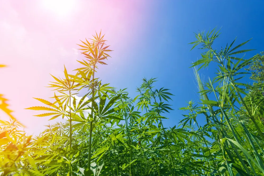 Cannabis à Lamballe-Armor