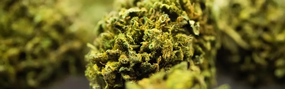 Fleurs cbd à Lamballe-Armor